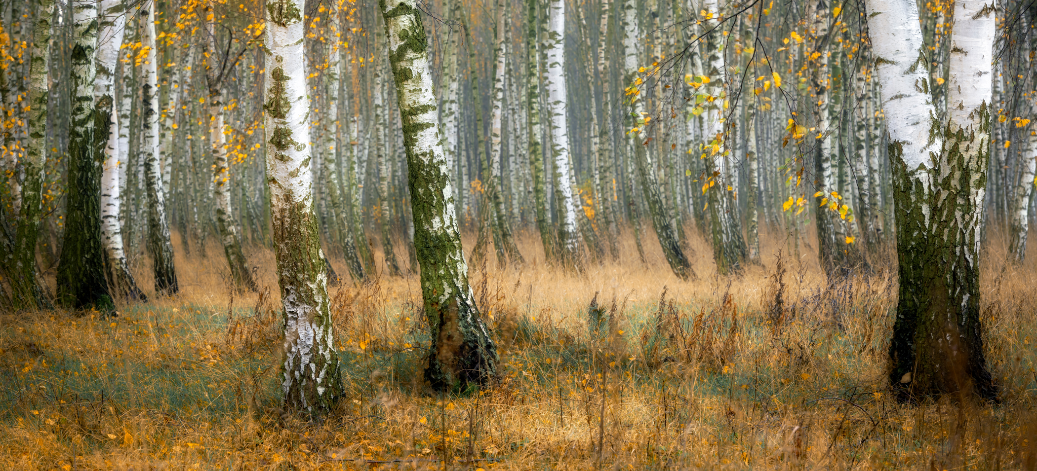 Brenn- & Kaminholz Birke
